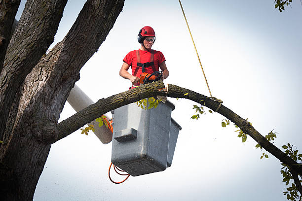 Best Storm Damage Tree Cleanup  in New Orleans, LA